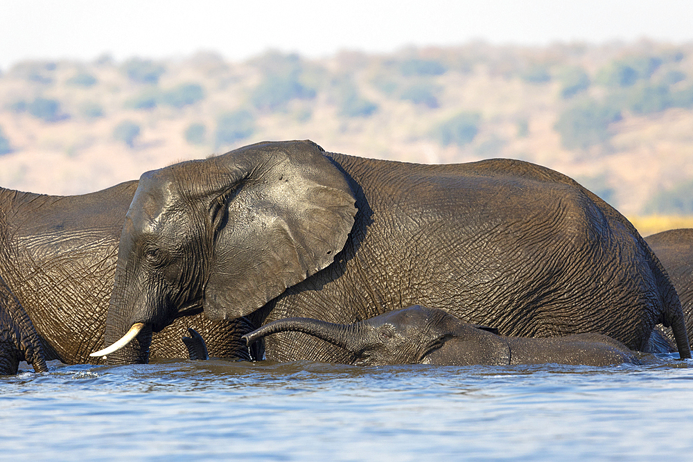 Elephants (Loxodonta africana), Chobe National Park, Botswana, Africa