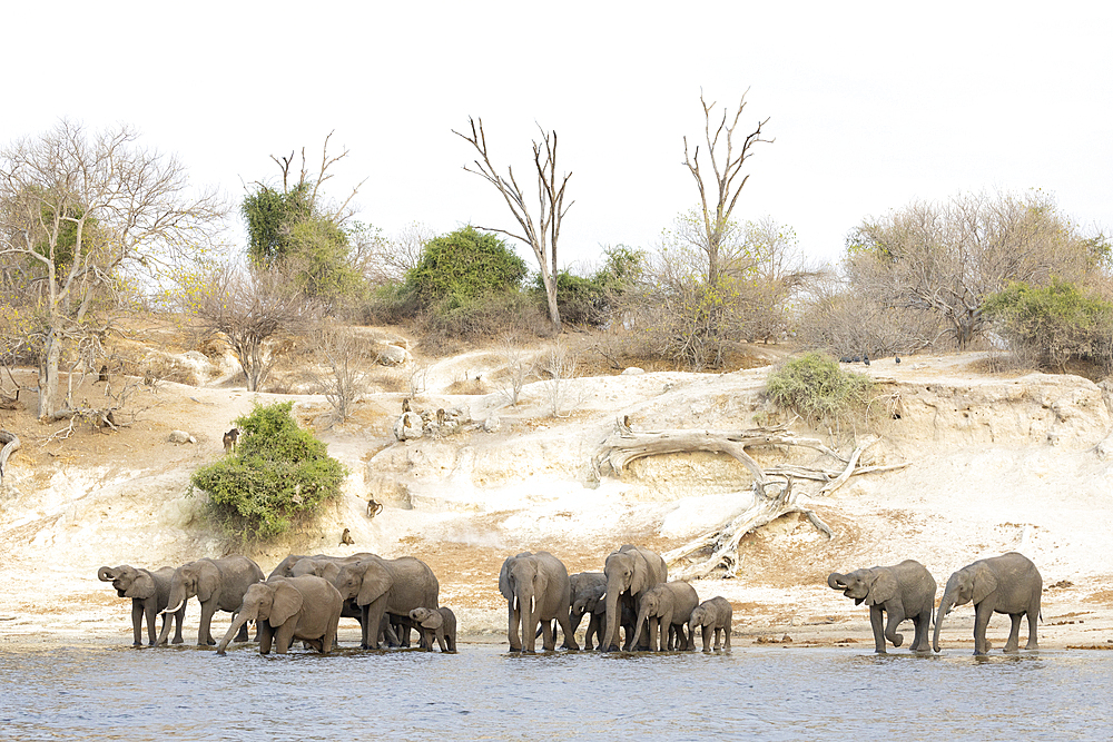 Elephant (Loxodonta africana) drinking in Chobe River, Chobe National Park, Botswana, Africa