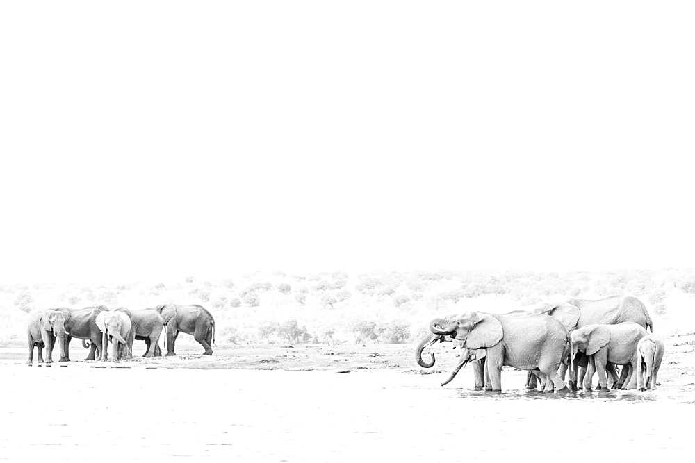 Elephant (Loxodonta africana) drinking in Chobe River, Chobe National Park, Botswana, Africa