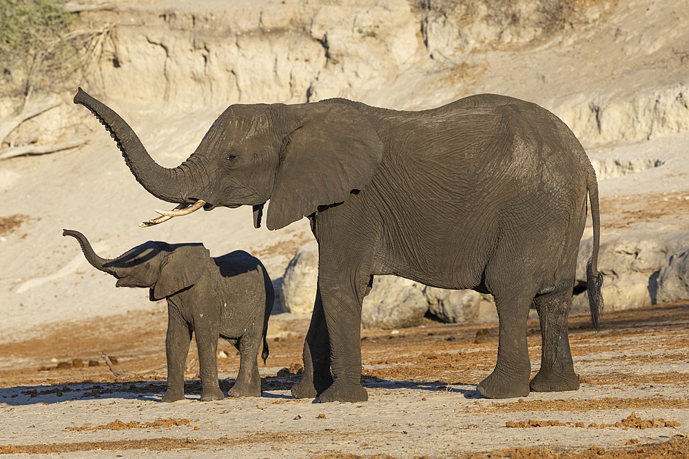 Elephant (Loxodonta africana) and calf, Chobe National Park, Botswana, Africa