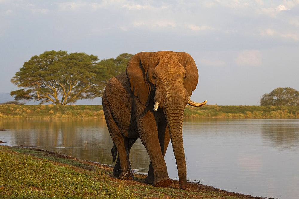 Elephant (Loxodonta africana) bull, Zimanga private game reserve, South Africa, Africa