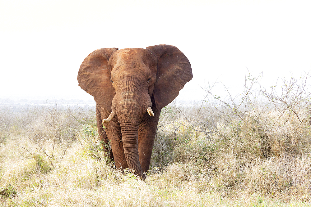 Elephant (Loxodonta africana) bull, Zimanga private game reserve, South Africa, Africa