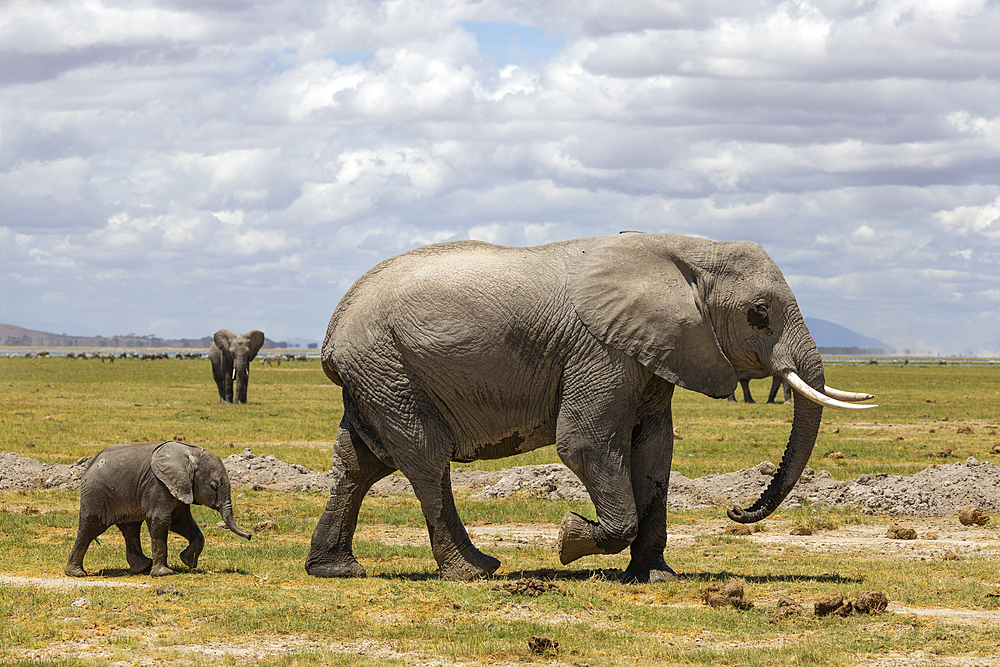 Elephant (Loxodonta africana) and calf, Amboseli National Park, Kenya, East Africa, Africa