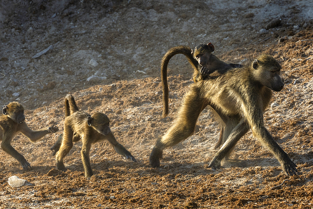 Chacma baboons (Papio ursinus), Chobe National Park, Botswana, Africa