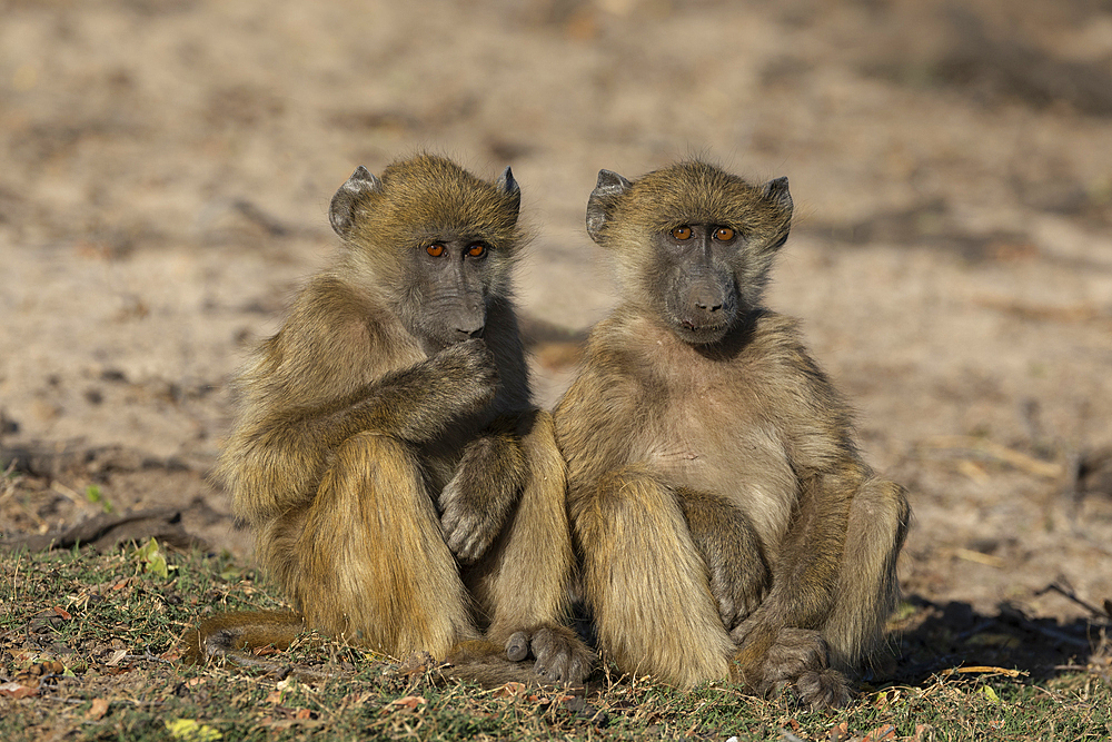 Chacma baboons (Papio ursinus), Chobe National Park, Botswana, Africa