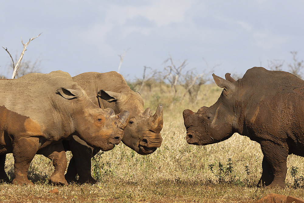 White rhino (Ceratotherium simum) bulls in confrontation, Zimanga private game reserve, KwaZulu-Natal, South Africa, Africa