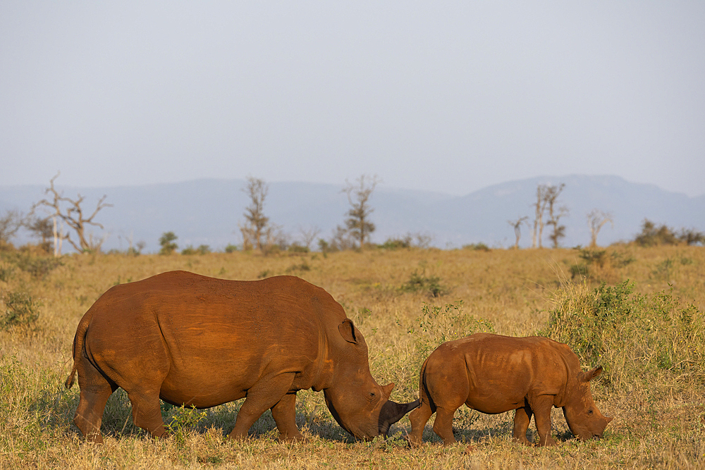 White rhino (Ceratotherium simum) with calf, Zimanga private game reserve, KwaZulu-Natal, South Africa, Africa