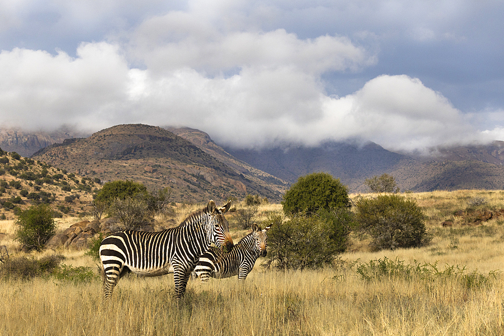 Cape mountain zebra (Equus zebra), Mountain Zebra National Park, Eastern Cape, South Africa, Africa