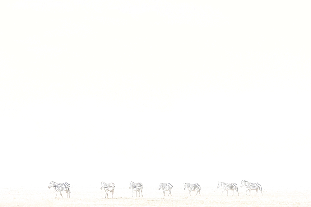 Plains zebra (Equus quagga) in dust storm, Amboseli National Park, Kenya, East Africa, Africa