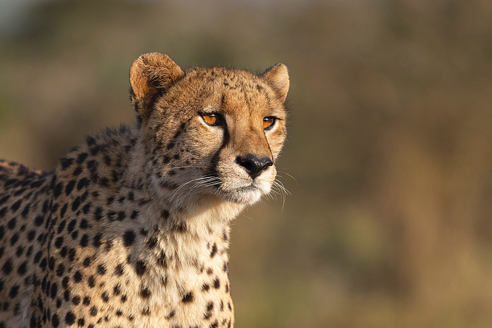 Cheetah (Acinonyx jubatus), Zimanga private game reserve, KwaZulu-Natal, South Africa, Africa