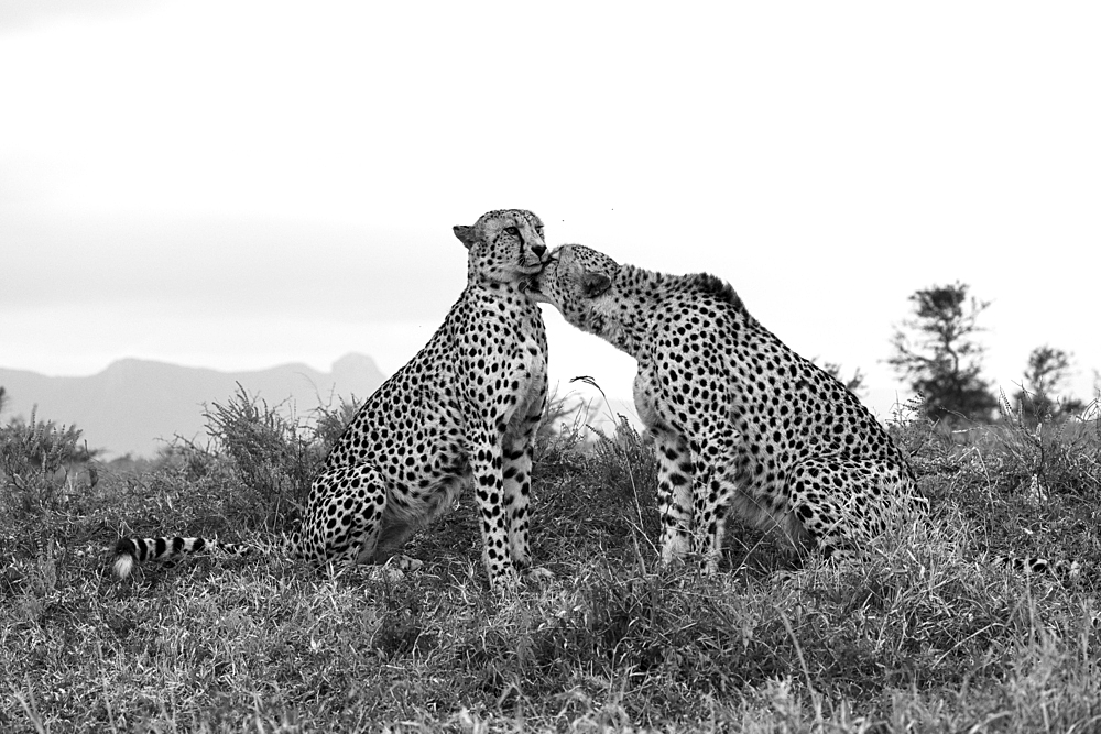 Cheetah (Acinonyx jubatus) allogrooming, Zimanga private game reserve, KwaZulu-Natal, South Africa, Africa