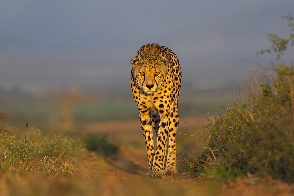 Cheetah (Acinonyx jubatus), Zimanga private game reserve, KwaZulu-Natal, South Africa, Africa