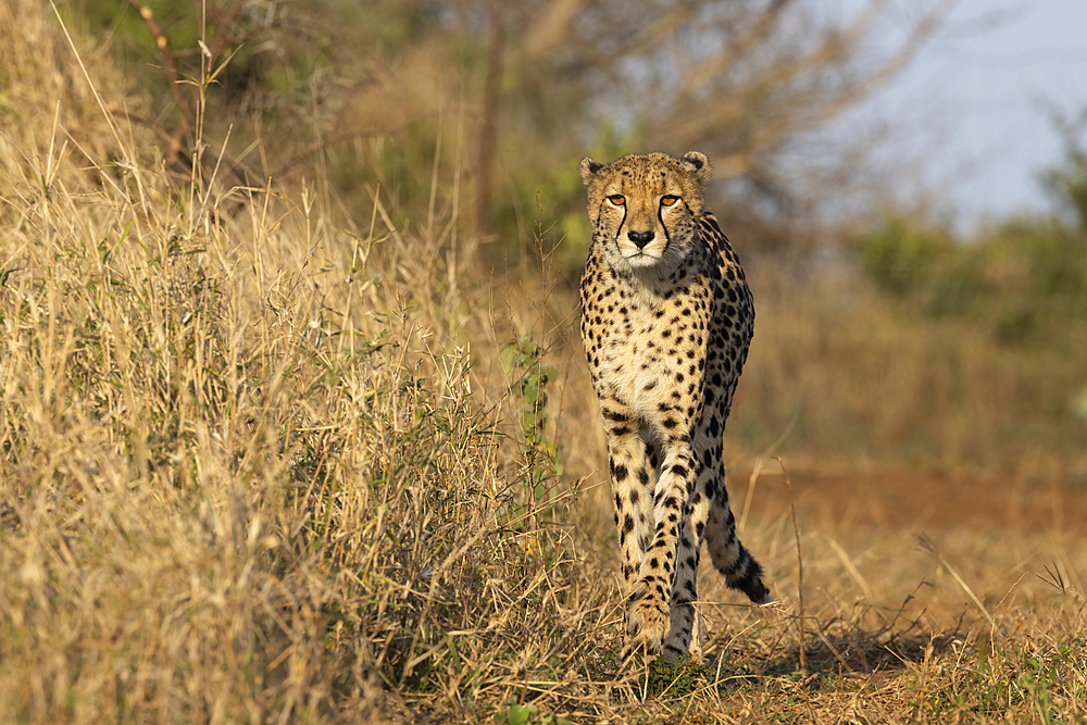 Cheetah (Acinonyx jubatus), Zimanga private game reserve, KwaZulu-Natal, South Africa, Africa