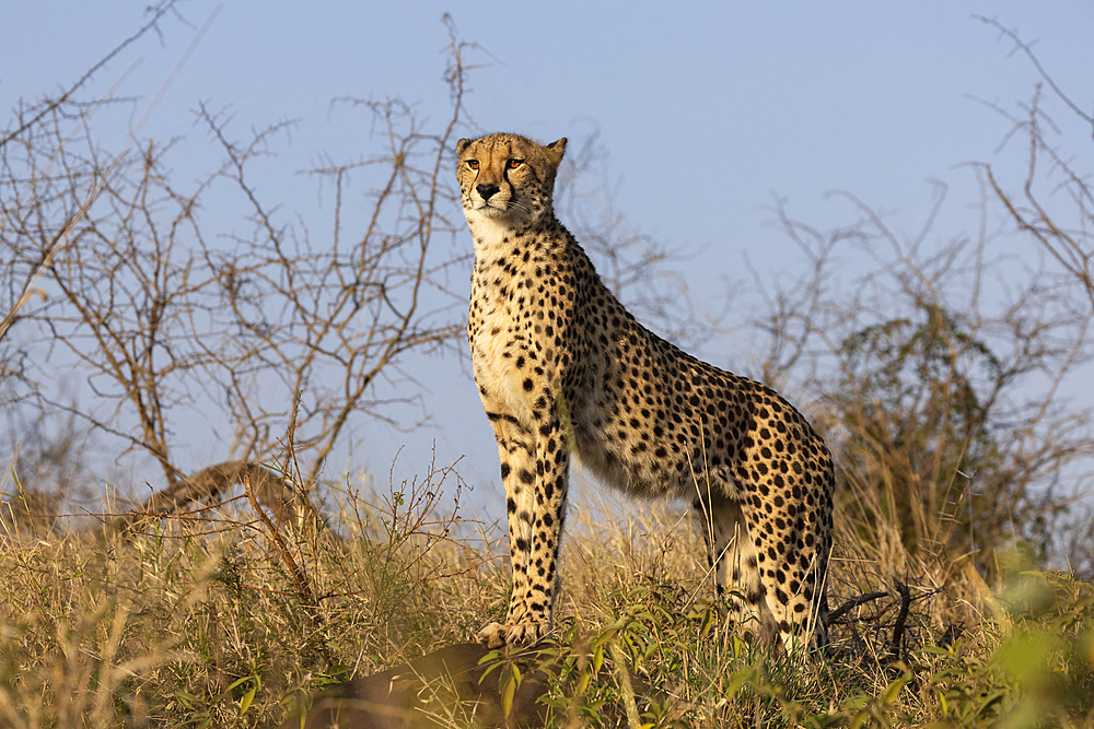 Cheetah (Acinonyx jubatus), Zimanga private game reserve, KwaZulu-Natal, South Africa, Africa