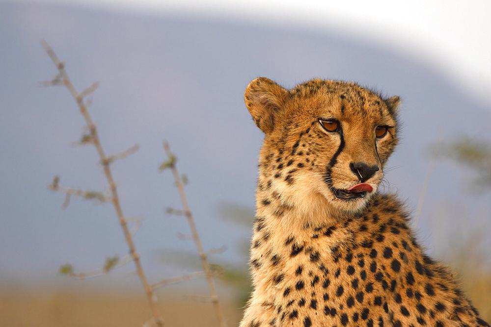 Cheetah (Acinonyx jubatus), Zimanga private game reserve, KwaZulu-Natal, South Africa, Africa