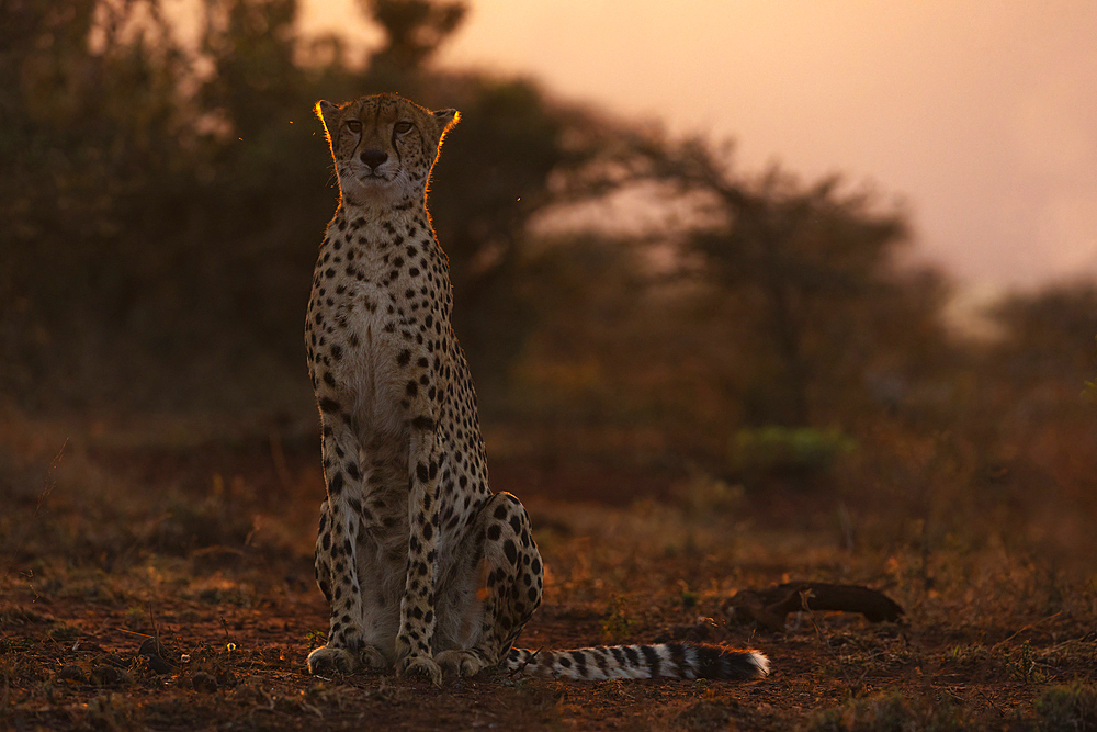 Cheetah (Acinonyx jubatus), Zimanga private game reserve, KwaZulu-Natal, South Africa, Africa