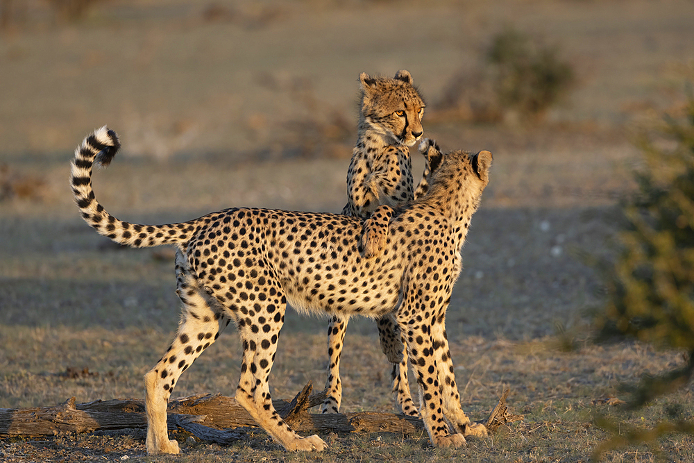 Cheetah (Acinonyx jubatus) subadults playfighting, Mashatu Game Reserve, Botswana, Africa