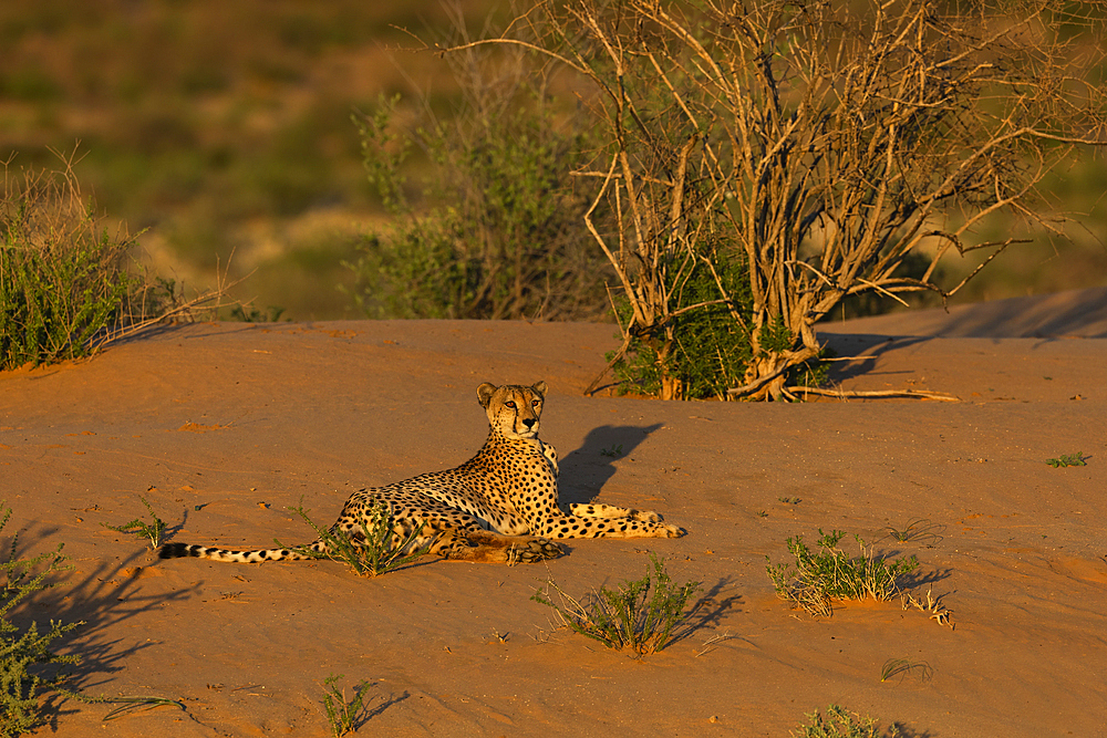 Cheetah (Acinonyx jubatus), Kgalagadi Transfrontier Park, Northern Cape, South Africa, Africa