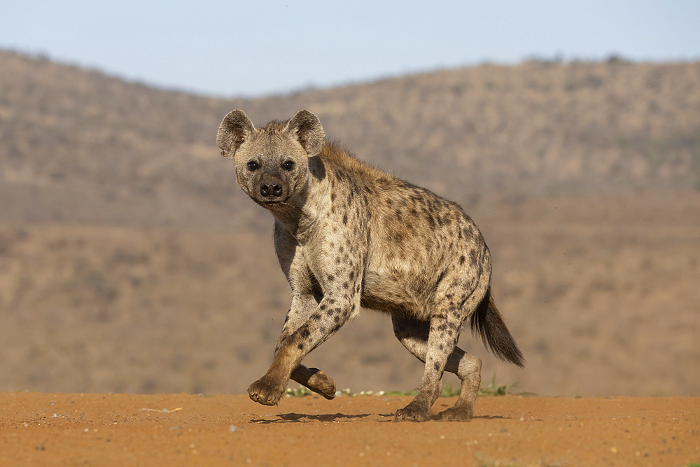 Spotted hyena (Crocuta crocuta), Zimanga game reserve, South Africa, Africa