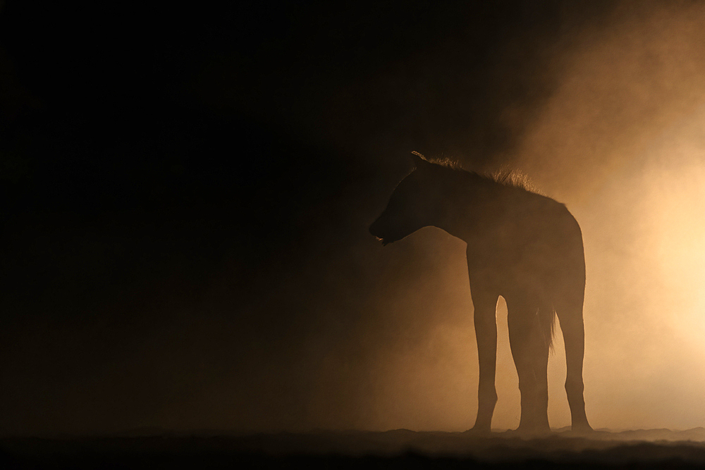 Spotted hyena (Crocuta crocuta) at night, Shompole, Kenya, East Africa, Africa