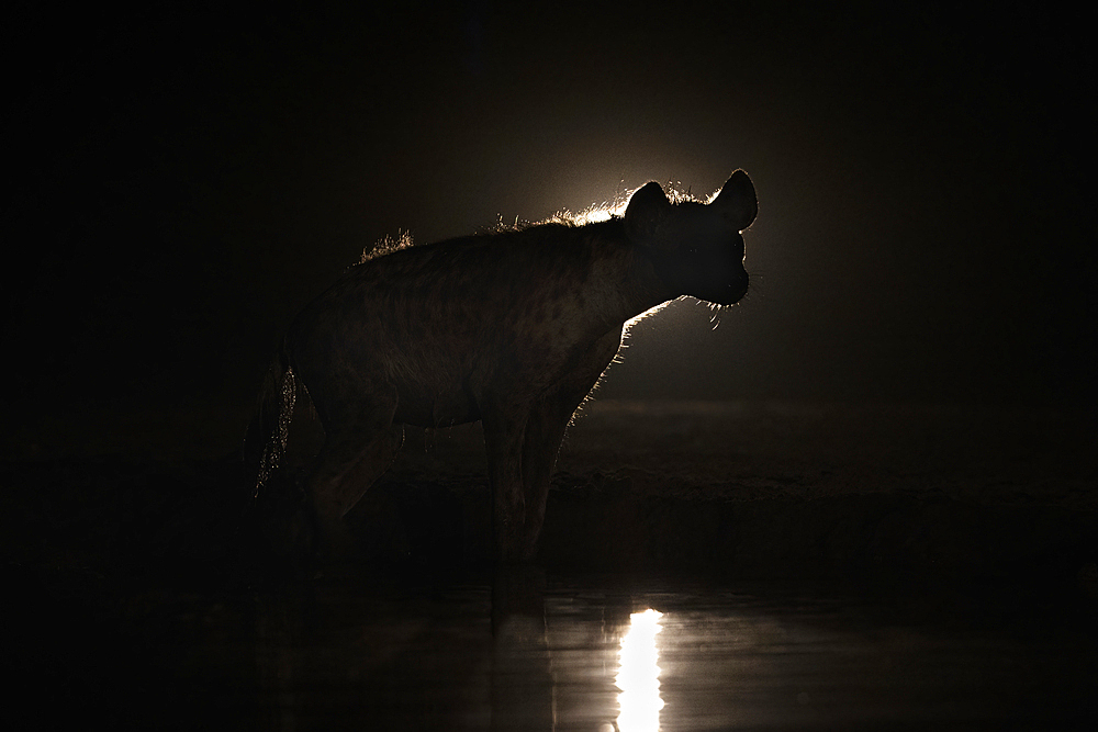 Spotted hyena (Crocuta crocuta) at night, Shompole, Kenya, East Africa, Africa