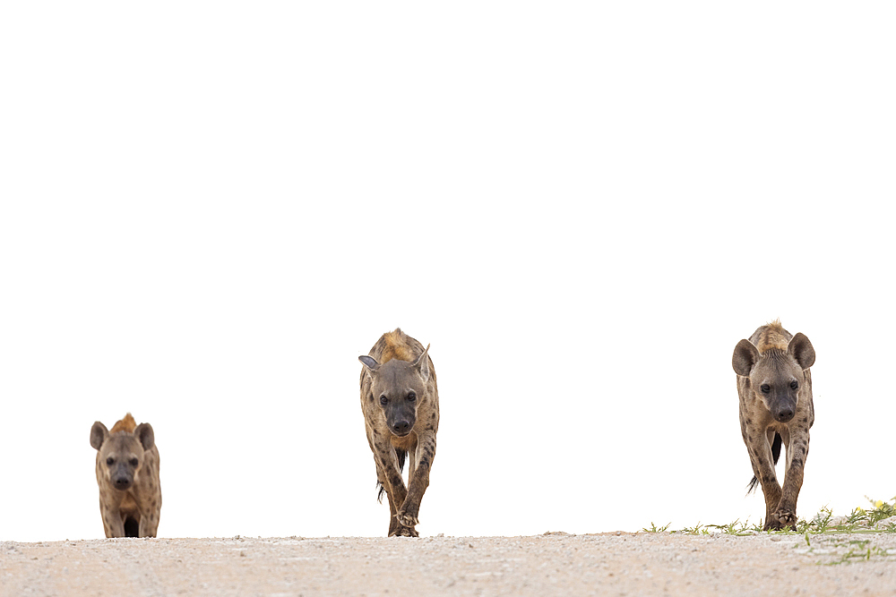 Spotted hyena (Crocuta crocuta), Kgalagadi Transfrontier Park, Northern Cape, South Africa, Africa