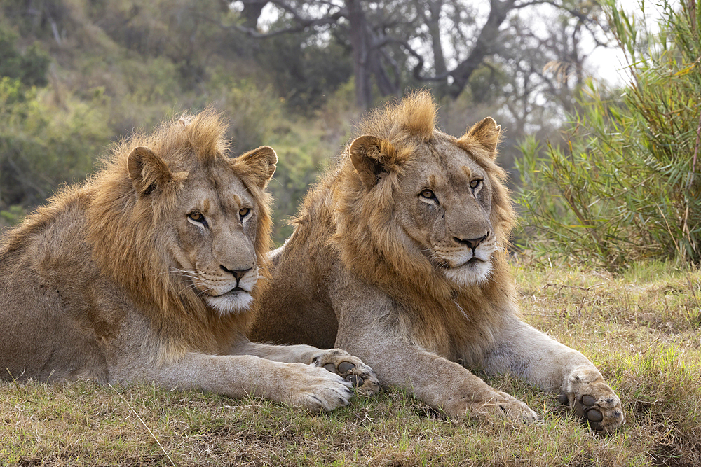 Lion (Panthera leo) brothers, Zimanga private game reserve, KwaZulu-Natal, South Africa, Africa