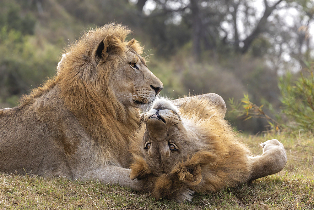 Lion (Panthera leo) brothers, Zimanga private game reserve, KwaZulu-Natal, South Africa, Africa