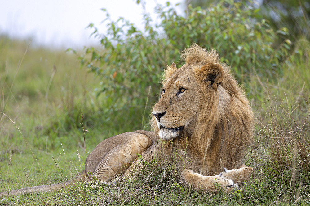 Lion (Panthera leo), Masai Mara, Kenya, East Africa, Africa