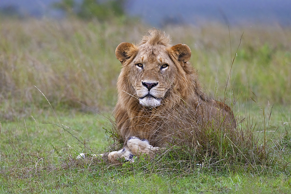 Lion (Panthera leo), Masai Mara, Kenya, East Africa, Africa