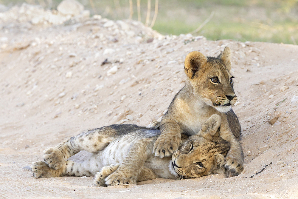 Lion (Panthera leo) cubs, Kgalagadi Transfrontier Park, Northern Cape, South Africa, Africa