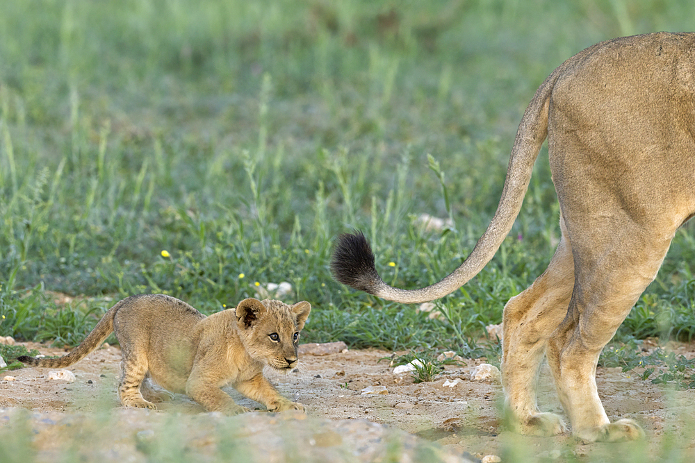 Lion (Panthera leo) cub, Kgalagadi Transfrontier Park, Northern Cape, South Africa, Africa