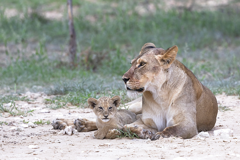 Lioness (Panthera leo) with cub, Kgalagadi Transfrontier Park, Northern Cape, South Africa, Africa