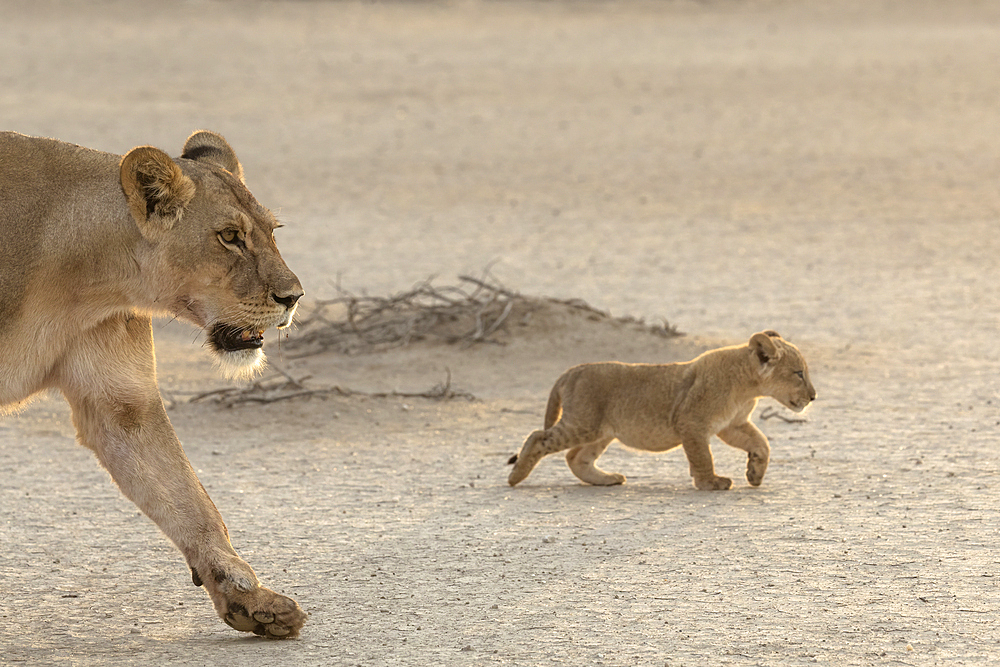 Lioness (Panthera leo) with cub, Kgalagadi Transfrontier Park, Northern Cape, South Africa, Africa