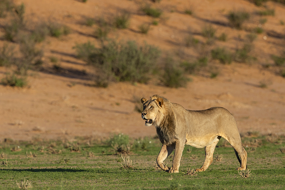 Lion (Panthera leo), Kgalagadi Transfrontier Park, Northern Cape, South Africa, Africa