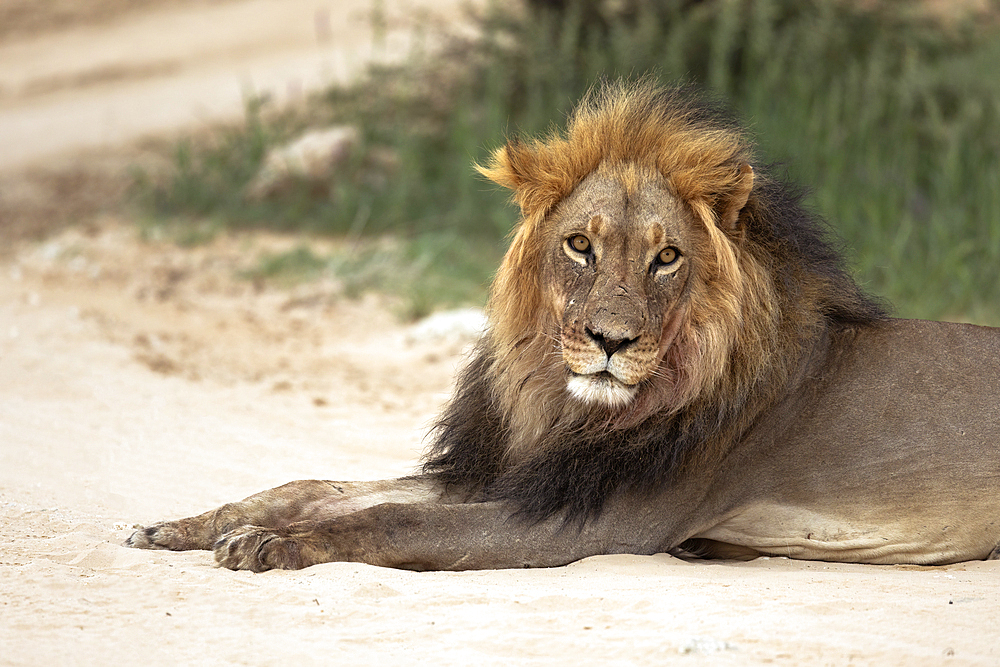 Lion (Panthera leo), Kgalagadi Transfrontier Park, Northern Cape, South Africa, Africa