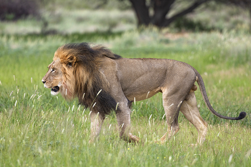 Lion (Panthera leo), Kgalagadi Transfrontier Park, Northern Cape, South Africa, Africa