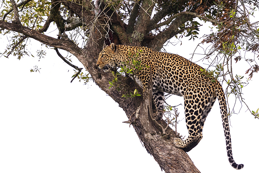 Leopard (Panthera pardus), Masai Mara, Kenya, East Africa, Africa