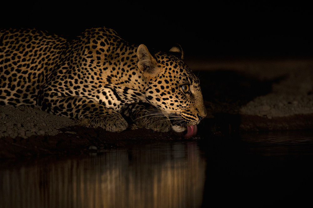 Leopard (Panthera pardus) drinking at night, Shompole, Kenya, East Africa, Africa