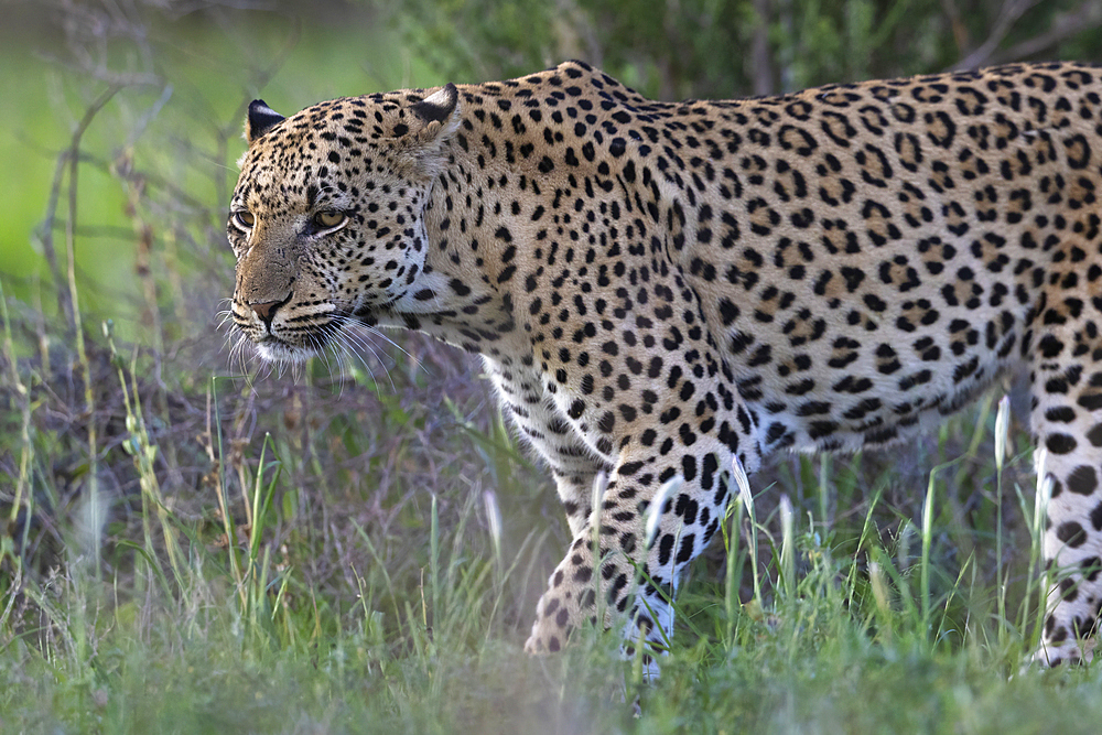 Leopard (Panthera pardus) male, Kgalagadi Transfrontier Park, Northern Cape, South Africa, Africa