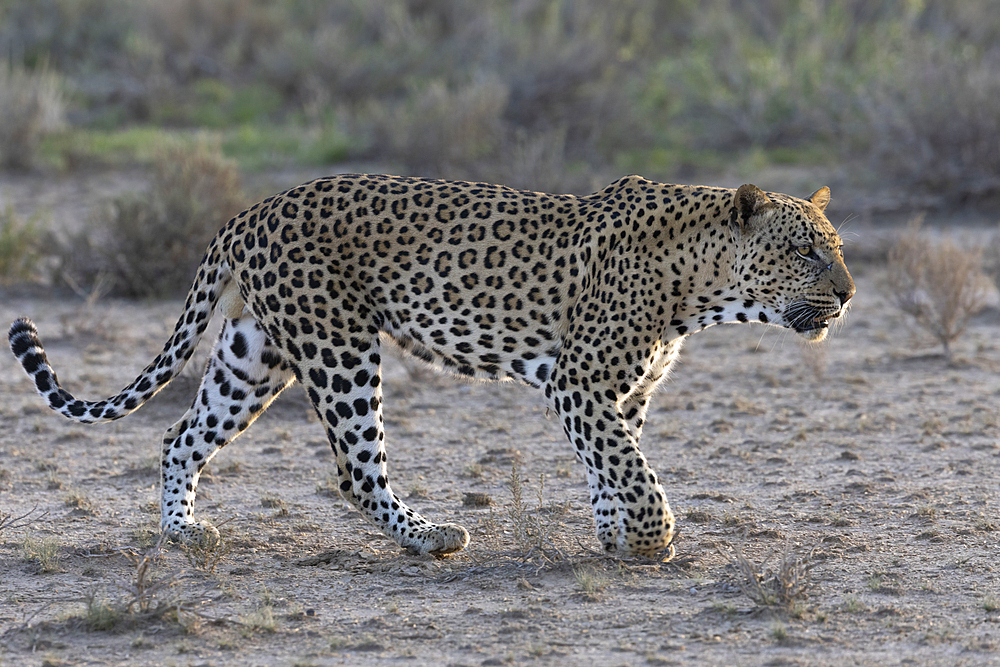 Leopard (Panthera pardus) male, Kgalagadi Transfrontier Park, Northern Cape, South Africa, Africa