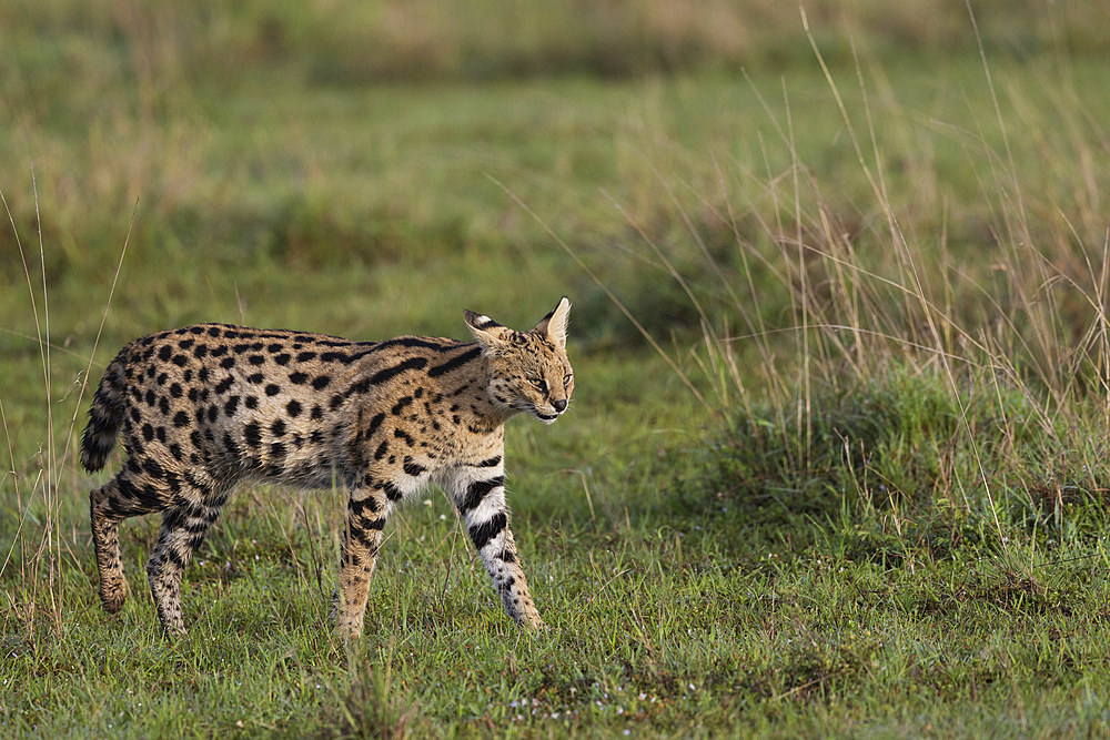 Serval (Leptailurus serval), Masai Mara, Kenya, East Africa, Africa