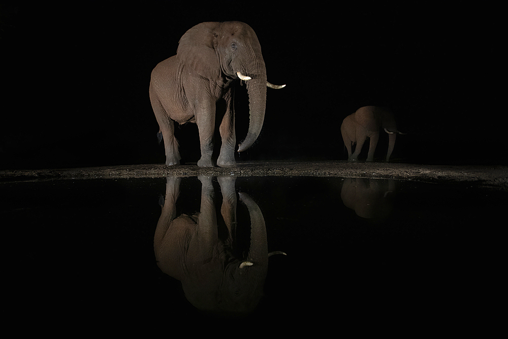 Elephant (Loxodonta africana) bull at night, Zimanga private game reserve, South Africa