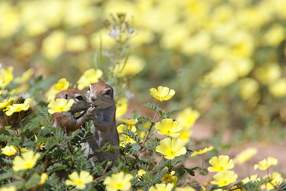 Ground squirrels (Xerus inauris), in devil's thorn flowers, Kgalagadi Transfrontier Park, Northern Cape, South Africa, Africa