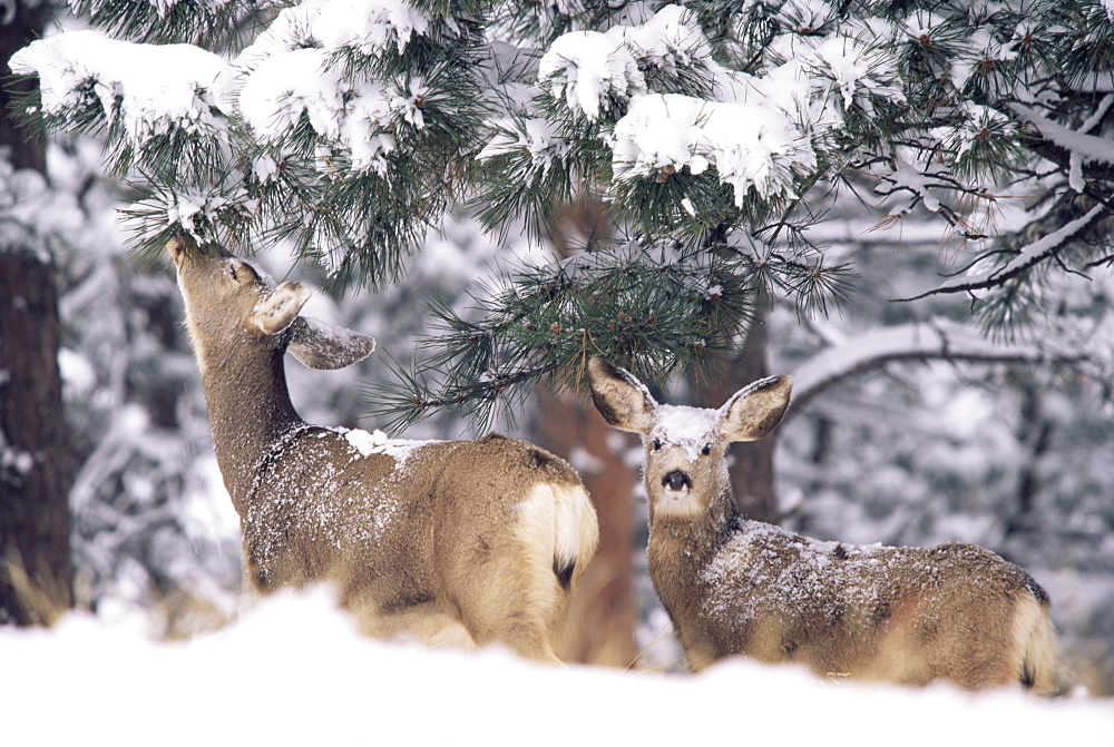 Mule deer mother and fawn in snow, Boulder, Colorado, United States of America, North America