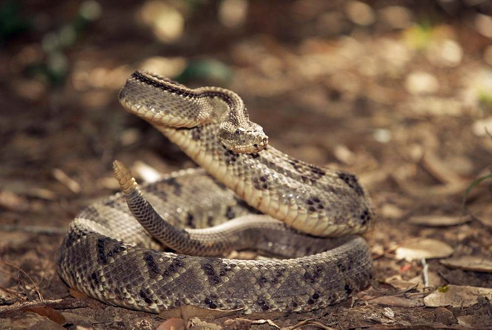 Close-up of a rattlesnake, Belize, Central America