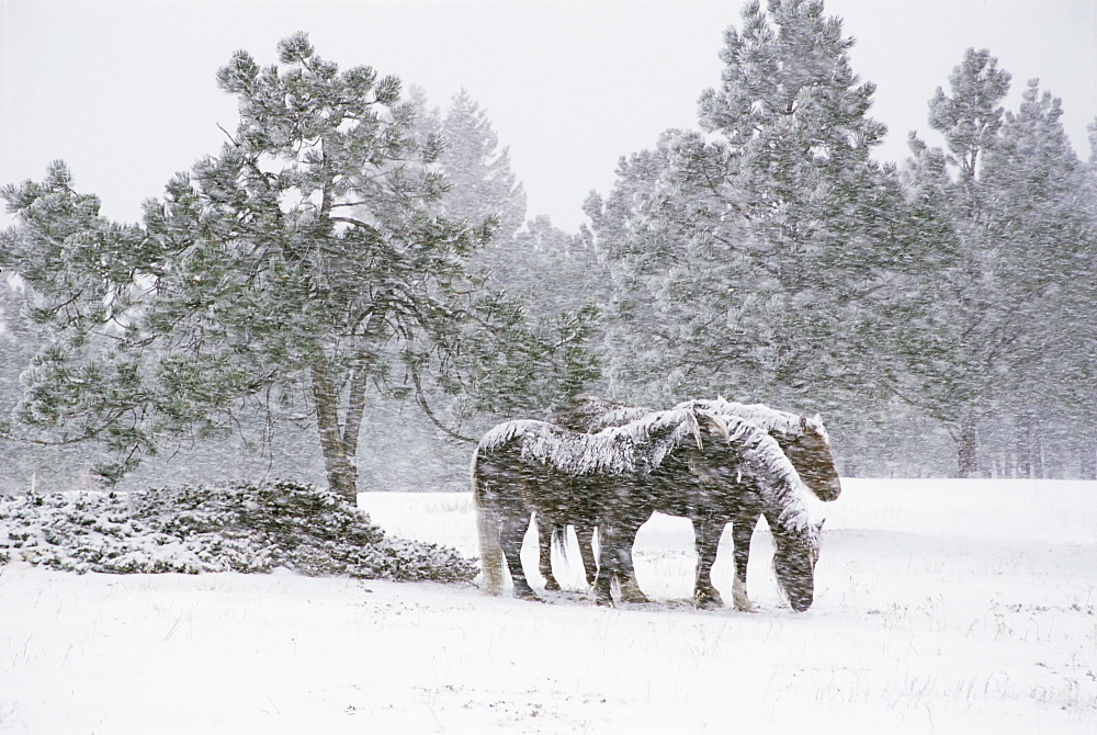 Horses in a snowstorm, Colorado, United States of America, North America