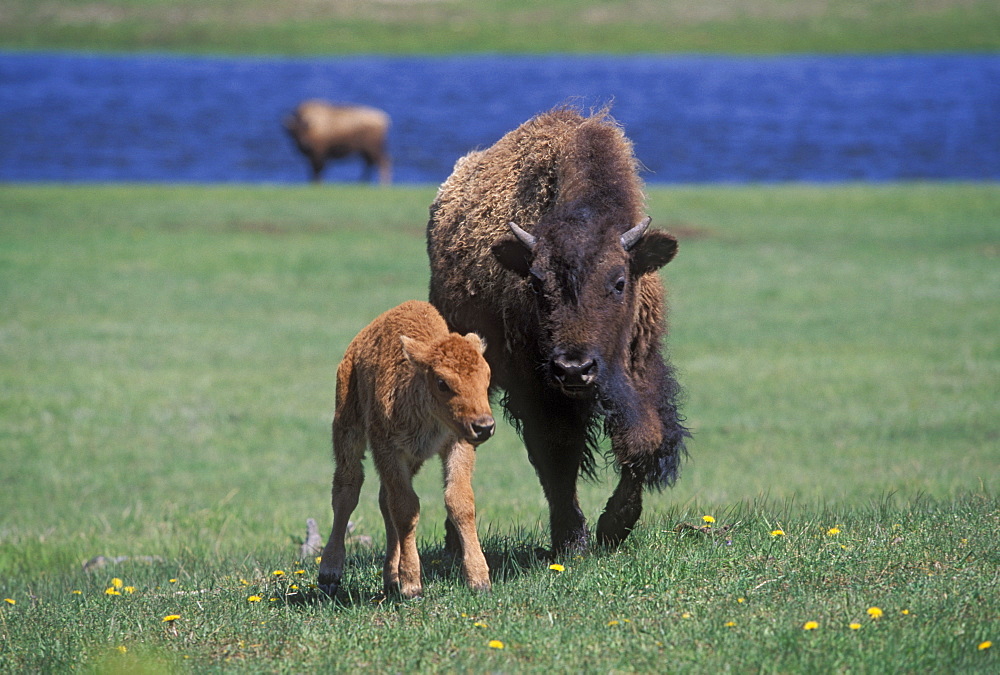 Bison and calf, Yellowstone National Park, Wyoming, United States of America, North America