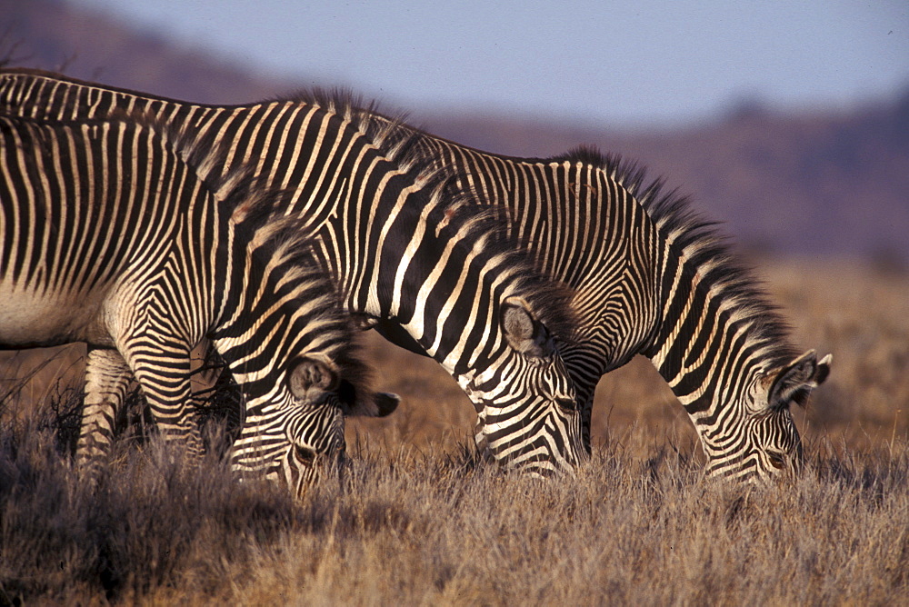 Zebras grazing, Kenya, East Africa, Africa