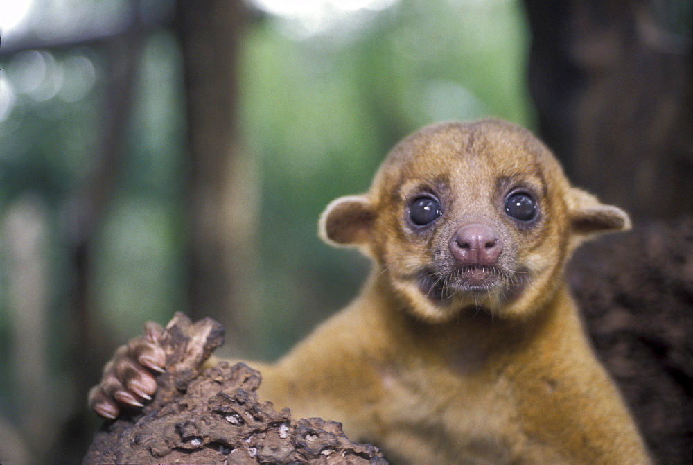 Kingkaju, Belize, Central America